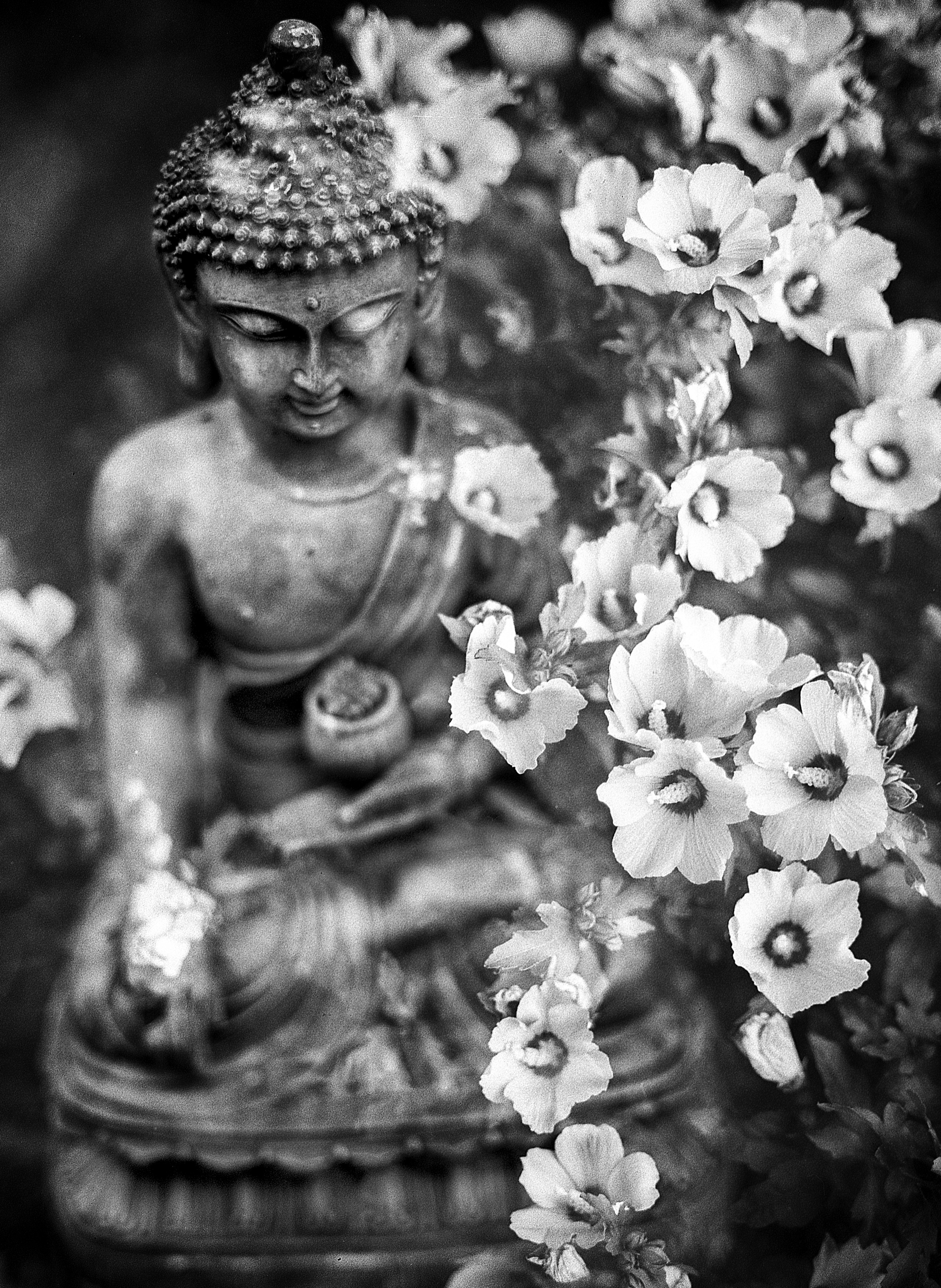 buddha statue with flowers around it